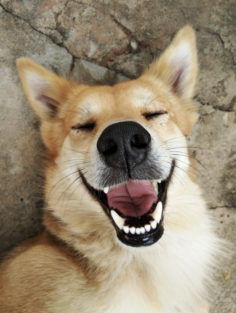 Un sorriso è gratis…